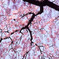 桜空