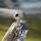 お鳥さん