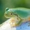 二ホンアマガエル