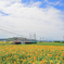 ひまわりと近江鉄道