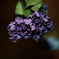 紫陽花