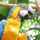 ルリコンゴウインコ