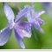 紫陽花４