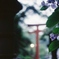 フィルムで切り取る紫陽花