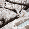 桜2024