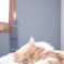 猫と日向ぼっこ