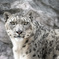 ユキヒョウ