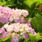 紫陽花（ハイドランジア）