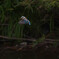 カワセミ