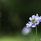 高原の花