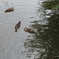 猛暑のアンデルセン公園