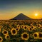 夕暮れ時のひまわり畑