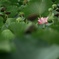 夏　最後の一輪