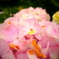Pink flower
