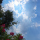 百日紅と空