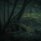damp forest