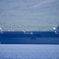 錦江湾にて2024 桜島と護衛艦いずも