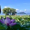 びわ湖の夏ハスが咲く風景