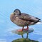 眠り鳥