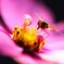 蜜に集う１