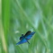 蝶蜻蛉の舞⑦　草むらの中を舞う