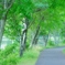 鮮緑はじける小径