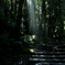 日光白根山の山道