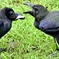 お母ちゃんも食べて〜！