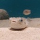 ハリセンボン