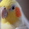 オカメインコのこゆきちゃん
