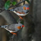 Zebra finch