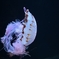 加茂水族館