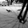 鳩