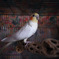 鳥かごの中のオカメインコ