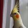 首を伸ばすオカメインコのこゆきちゃん