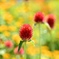 萌える花