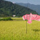 お米守ってます