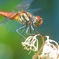 Sympetrum frequens