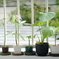 くもりの植物達