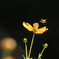 僕だけの花