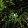 谷川岳の高山植物