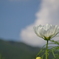 白雲よりも白く
