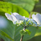 Hydrangea #2