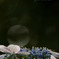 Hydrangea #3
