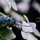 Hydrangea #4