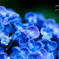 Hydrangea #5
