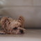 怠惰な犬
