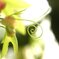 大英植物園にて。