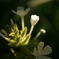 大英植物園にて。