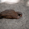 落ちてる鳥